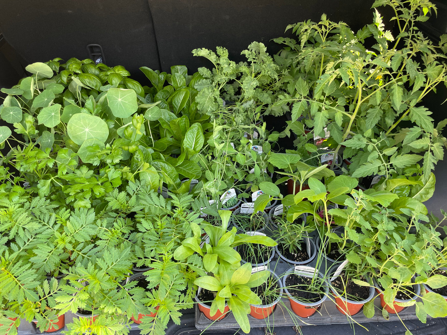Waitlist to Client List! Garden Consult Final Payment