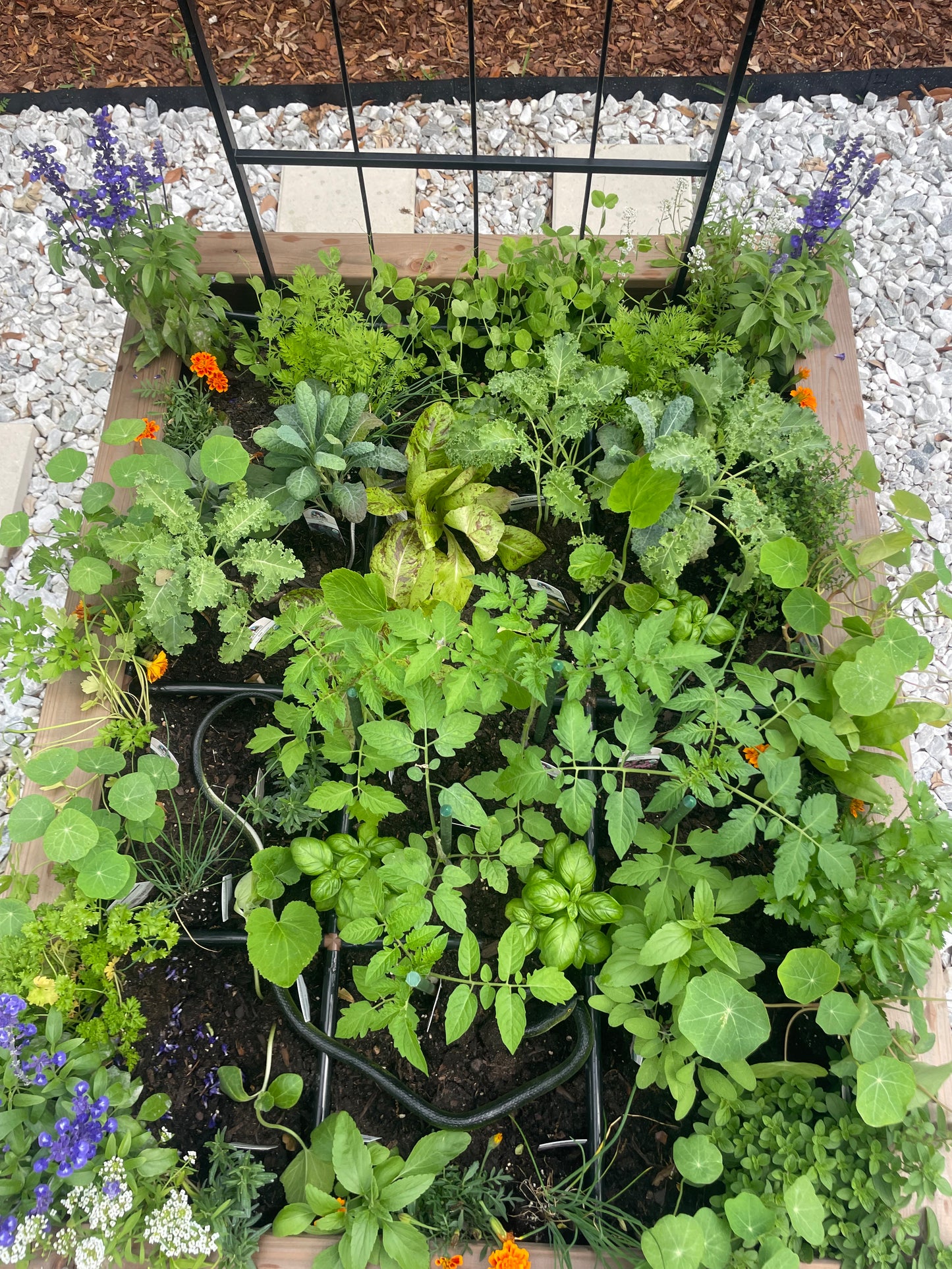 Susan's Plant Purchase